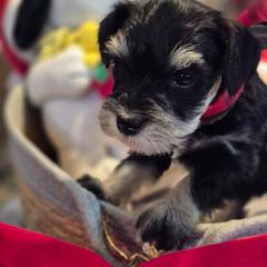 Snoopy - Black and silver male Miniature Schnauzer puppy in Fountain City, Indiana from Bearded Dynasty Schnauzers