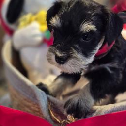 Snoopy - Black and silver male Miniature Schnauzer puppy in Fountain City, Indiana from Bearded Dynasty Schnauzers