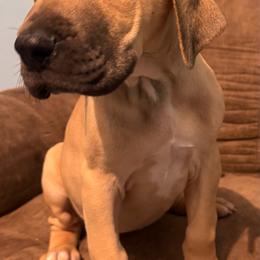 Olson - Fawn female Great Dane puppy in Wellsville, New York from Prophecy Danes