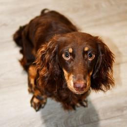 Eros - Dachshund