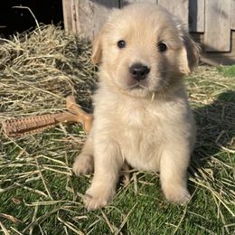 Girl 5 - Golden Retriever puppy in Newport, Pennsylvania from Liberty Golden Retrievers
