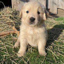 Girl 5 - Golden Retriever puppy in Newport, Pennsylvania from Liberty Golden Retrievers