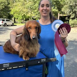 Dachshund All Grown Up from Rare Treat Dachshunds