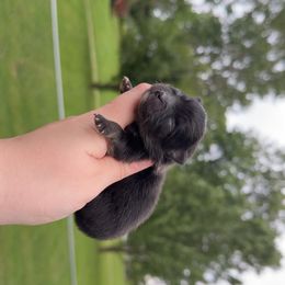 Squidward - Black and tan male Pomeranian puppy in Perry County, Ohio from Speechless Pom’s
