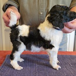 Poodle Puppies from Chapel Hill Poodles