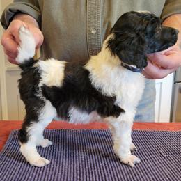 Poodle Puppies from Chapel Hill Poodles