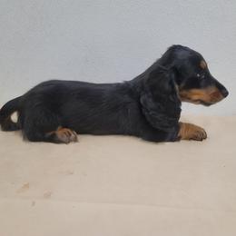 Green Collar - Hunter - Black and tan male Dachshund puppy in Salinas, California from Maverick Kennels