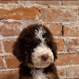 Freddie - Chocolate merle male Bernedoodle puppy in Ogden, Utah from Stanger Farms
