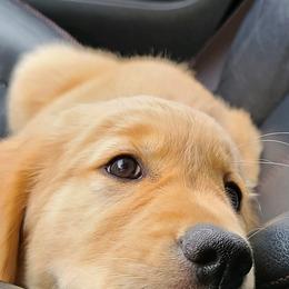 Golden Retriever Puppies from Southern Golden Retrievers