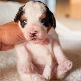 Girl 5 - female Bernedoodle puppy in Gilbert, Arizona from 5280 Bernedoodles