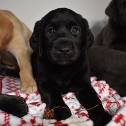 Dilute Retriever Puppies from Wicked Pines Retrievers