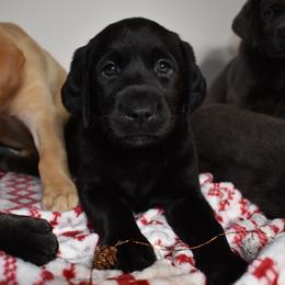 Dilute Retriever Puppies from Wicked Pines Retrievers