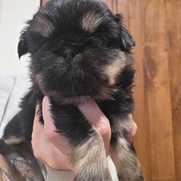 Charlie - Black and tan male Shih Tzu puppy in Carrollton, Ohio from Becker Hollow