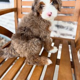 Bernedoodle and Irish Doodle Puppies from Boutique Bernedoodles & Co.