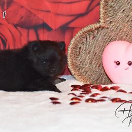 Girl 1 - Black and tan female Pomeranian puppy in Fort Jones, California from High Rocking Pom Poms