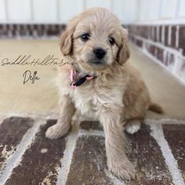 Della - Apricot female Goldendoodle puppy in Rienzi, Mississippi from Saddle Hill Farms