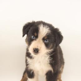 Jellybean - Black tri-color male Australian Shepherd puppy in Placerville, California from BFF Aussies