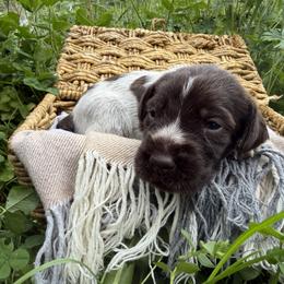 Wirehaired Pointing Griffon Puppies from Idleista Grand Chasseur