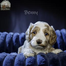 Benny - Apricot male Australian Labradoodle puppy in Cashmere, Washington from Mountain Home Doodles