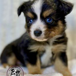 Fable - Black tri female Toy Australian Shepherd puppy in East Berlin, Pennsylvania from Dusty Spring Australian Shepherds, LLC