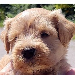 Rockland - Wheaten male Miniature Schnauzer puppy in Russell, Kentucky from Marjorie's Simply Schnauzer