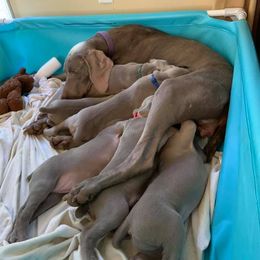 Weimaraner Puppies from Always Faithful Weimaraners