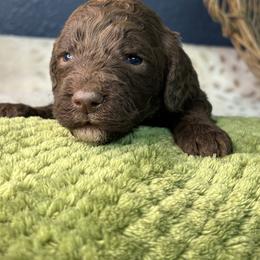 Gray - Crystal - Chocolate female Goldendoodle puppy in Cleveland, Georgia from The O.G. Doodles