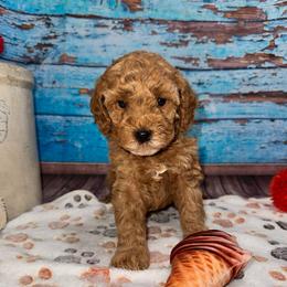 Peyton - Red female Cavapoo puppy in Lebanon, Missouri from Perkins Pups