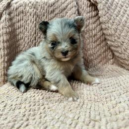 Merle female - Blue merle female Pomeranian puppy in Weatherford, Texas from COCO'S POMS AND FRENCHIES