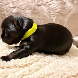 Light green collar - Black and tan male Yorkshire Terrier puppy in Dallas, North Carolina from Yorkie Fever