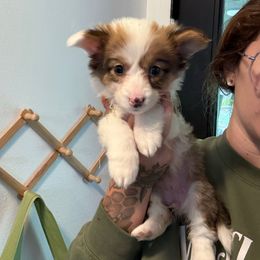 Girl 2 - Sable merle and white female American Corgi puppy in Castle Rock, Washington from R and b corgis and farm