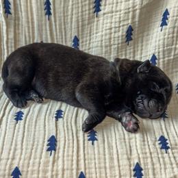 Birgit (Blue) - Gold brindle female Dutch Shepherd puppy in Slippery Rock, Pennsylvania from Pytka Performance K9