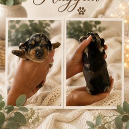 Haggrid - Dapple male Dachshund puppy in Spraggs, Pennsylvania from Hickory Hills Farm