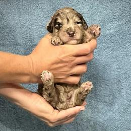 Osborne - Chocolate male Assorted Doodle Crosses puppy in Kansas City, Missouri from Beary GoldenDoodles