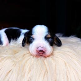 Dallas - Piebald male Dachshund puppy in Washburn, Tennessee from Clinch Mountain Dachshunds