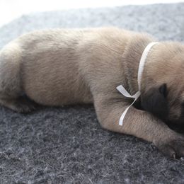 Mastiff Puppies from Fire Creek Mastiffs