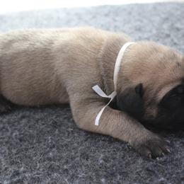 Mastiff Puppies from Fire Creek Mastiffs