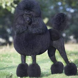 Poodles from Coplar Creek Standard Poodles