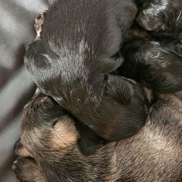 Miniature Schnauzers from Byrd's House