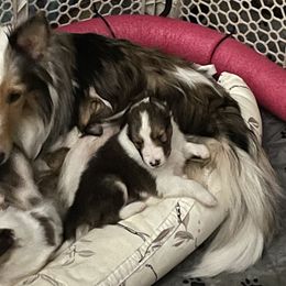 Shetland Sheepdogs from Wild and Wonderful Shelties
