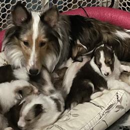 Shetland Sheepdogs from Wild and Wonderful Shelties