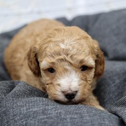 Pink collar - Apricot female Poodle puppy in Edmond, Oklahoma from The Redbud Roost