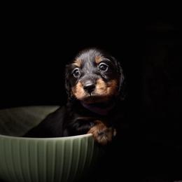 Rafiki-Purple - Black and tan male Dachshund puppy in Surpise, Az Corona, Ca Hemet, Ca, Arizona from Over The Moon Dachshunds