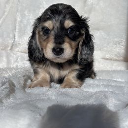 Matcha - Dapple male Dachshund puppy in Murrieta, California from Dash of Love
