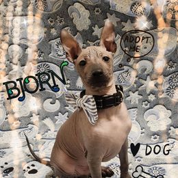 Bjorn - Slate Xoloitzcuintli puppy in Atwater, California from Cen Cal Xoloitzcuintle