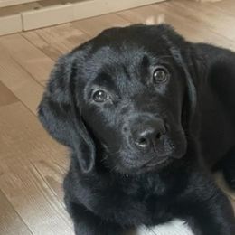 Boy 2 - Black Labrador Retriever puppy in Hutto, Texas from Texas Bluebonnet Labs