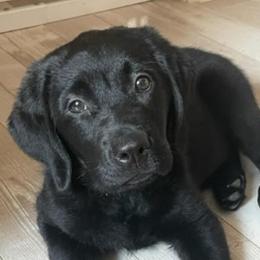 Boy 2 - Black Labrador Retriever puppy in Hutto, Texas from Texas Bluebonnet Labs