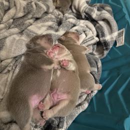 French Bulldog Puppies from French Kisses