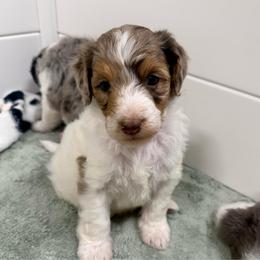 Biscoff - Brown merle male Aussiedoodle puppy in Heber City, Utah from Junipersdoodles