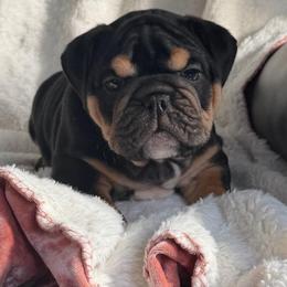Brody - Black tri-color male Bulldog puppy in Seattle, Washington from mama Myra bulldogs